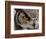 Eye of a Great Horned Owl-W. Perry Conway-Framed Photographic Print