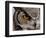 Eye of a Great Horned Owl-W. Perry Conway-Framed Photographic Print