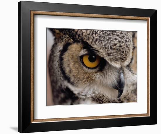 Eye of a Great Horned Owl-W. Perry Conway-Framed Photographic Print