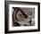 Eye of a Great Horned Owl-W. Perry Conway-Framed Photographic Print