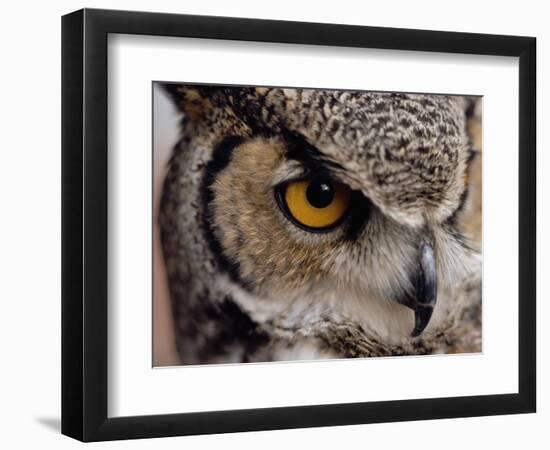 Eye of a Great Horned Owl-W. Perry Conway-Framed Photographic Print