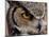 Eye of a Great Horned Owl-W. Perry Conway-Mounted Photographic Print