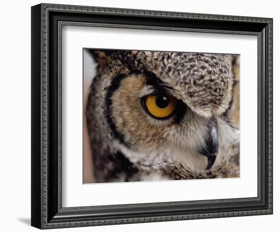 Eye of a Great Horned Owl-W. Perry Conway-Framed Photographic Print