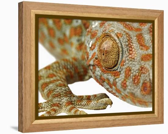 Eye of a Tokay Gecko-Martin Harvey-Framed Premier Image Canvas