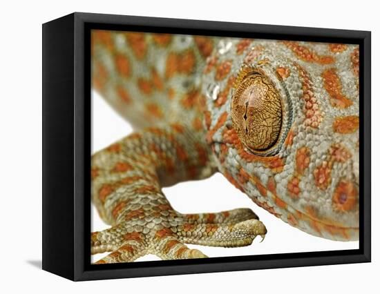 Eye of a Tokay Gecko-Martin Harvey-Framed Premier Image Canvas