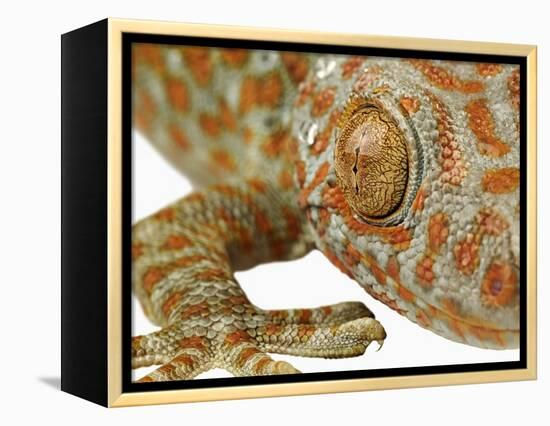 Eye of a Tokay Gecko-Martin Harvey-Framed Premier Image Canvas