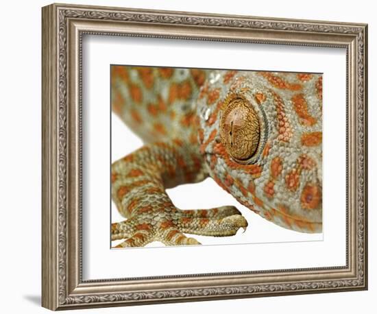 Eye of a Tokay Gecko-Martin Harvey-Framed Photographic Print