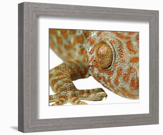 Eye of a Tokay Gecko-Martin Harvey-Framed Photographic Print