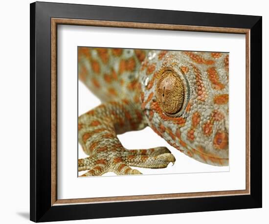 Eye of a Tokay Gecko-Martin Harvey-Framed Photographic Print