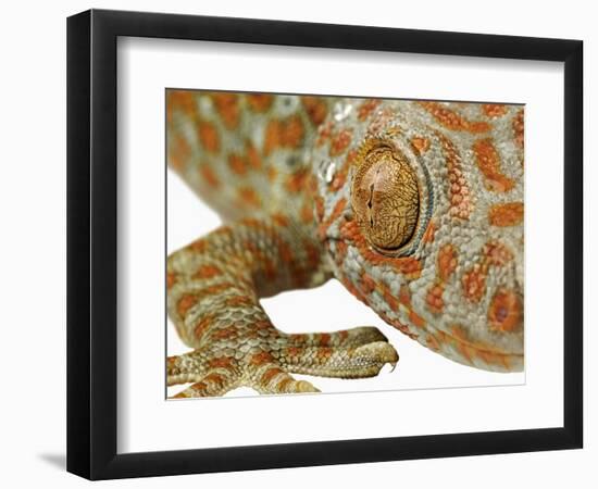 Eye of a Tokay Gecko-Martin Harvey-Framed Photographic Print
