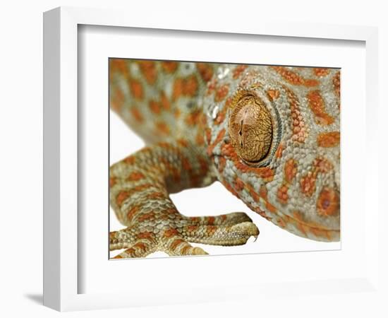 Eye of a Tokay Gecko-Martin Harvey-Framed Photographic Print