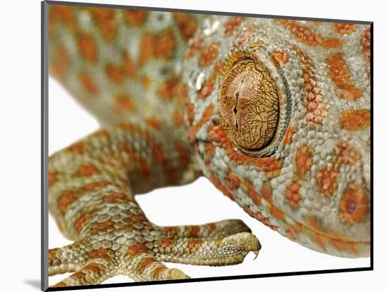 Eye of a Tokay Gecko-Martin Harvey-Mounted Photographic Print