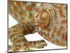 Eye of a Tokay Gecko-Martin Harvey-Mounted Photographic Print