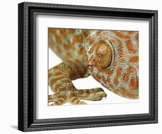 Eye of a Tokay Gecko-Martin Harvey-Framed Photographic Print