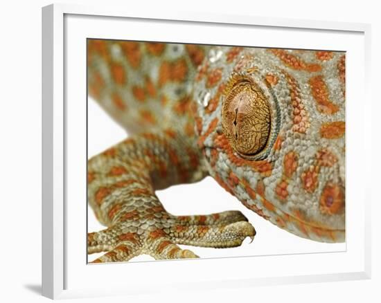 Eye of a Tokay Gecko-Martin Harvey-Framed Photographic Print