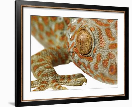 Eye of a Tokay Gecko-Martin Harvey-Framed Photographic Print