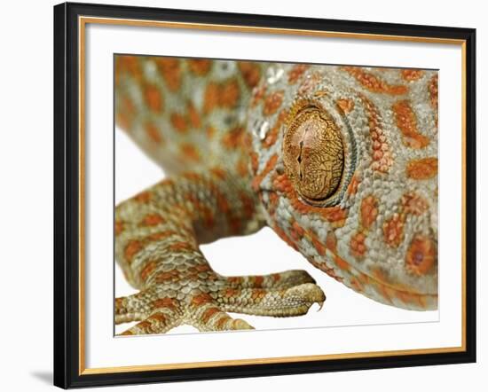 Eye of a Tokay Gecko-Martin Harvey-Framed Photographic Print
