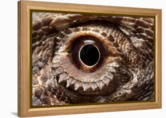 Eye of an Inland Bearded Dragon-Paul Souders-Framed Premier Image Canvas