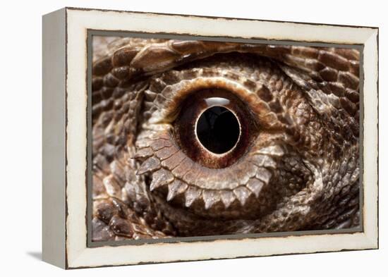 Eye of an Inland Bearded Dragon-Paul Souders-Framed Premier Image Canvas