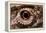 Eye of an Inland Bearded Dragon-Paul Souders-Framed Premier Image Canvas