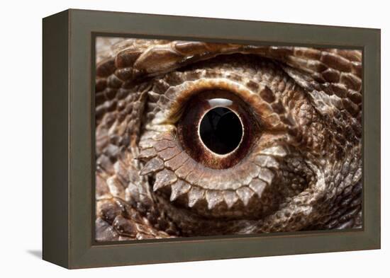 Eye of an Inland Bearded Dragon-Paul Souders-Framed Premier Image Canvas