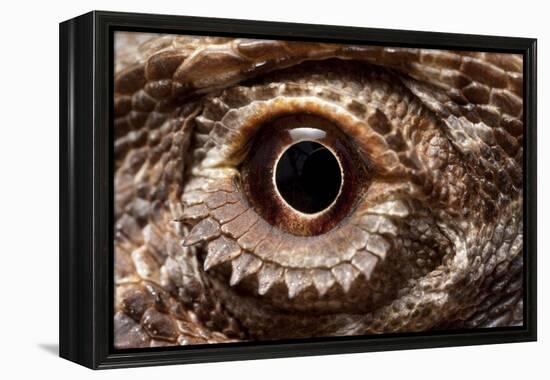 Eye of an Inland Bearded Dragon-Paul Souders-Framed Premier Image Canvas