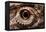 Eye of an Inland Bearded Dragon-Paul Souders-Framed Premier Image Canvas