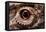 Eye of an Inland Bearded Dragon-Paul Souders-Framed Premier Image Canvas