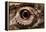 Eye of an Inland Bearded Dragon-Paul Souders-Framed Premier Image Canvas