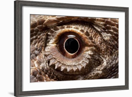 Eye of an Inland Bearded Dragon-Paul Souders-Framed Photographic Print