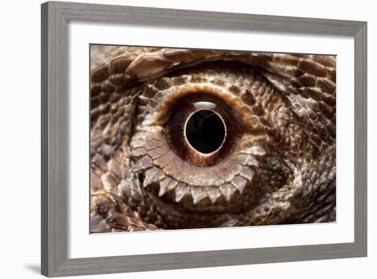 Eye of an Inland Bearded Dragon-Paul Souders-Framed Photographic Print