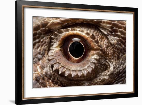 Eye of an Inland Bearded Dragon-Paul Souders-Framed Photographic Print