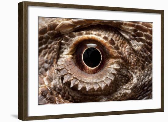 Eye of an Inland Bearded Dragon-Paul Souders-Framed Photographic Print