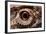 Eye of an Inland Bearded Dragon-Paul Souders-Framed Photographic Print