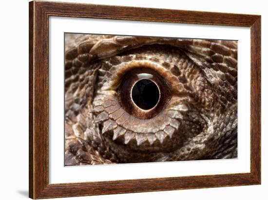 Eye of an Inland Bearded Dragon-Paul Souders-Framed Photographic Print