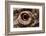 Eye of an Inland Bearded Dragon-Paul Souders-Framed Photographic Print