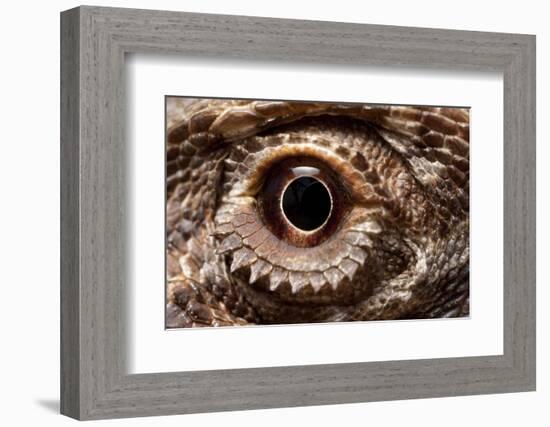 Eye of an Inland Bearded Dragon-Paul Souders-Framed Photographic Print