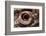 Eye of an Inland Bearded Dragon-Paul Souders-Framed Photographic Print