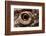 Eye of an Inland Bearded Dragon-Paul Souders-Framed Photographic Print