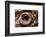 Eye of an Inland Bearded Dragon-Paul Souders-Framed Photographic Print