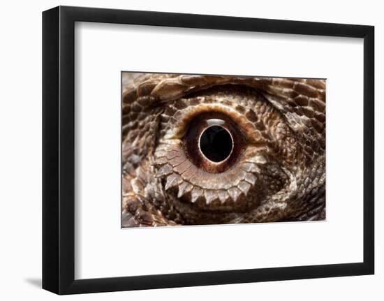 Eye of an Inland Bearded Dragon-Paul Souders-Framed Photographic Print