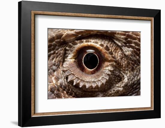 Eye of an Inland Bearded Dragon-Paul Souders-Framed Photographic Print