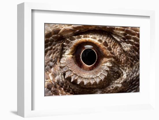 Eye of an Inland Bearded Dragon-Paul Souders-Framed Photographic Print