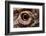 Eye of an Inland Bearded Dragon-Paul Souders-Framed Photographic Print