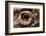 Eye of an Inland Bearded Dragon-Paul Souders-Framed Photographic Print