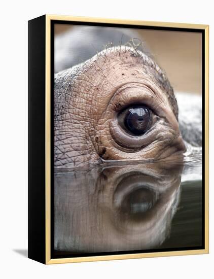 Eye of Hippo at Season Opening of Zoom Erlebniswelt Adventure Park in Gelsenkirchen, Germany-null-Framed Premier Image Canvas