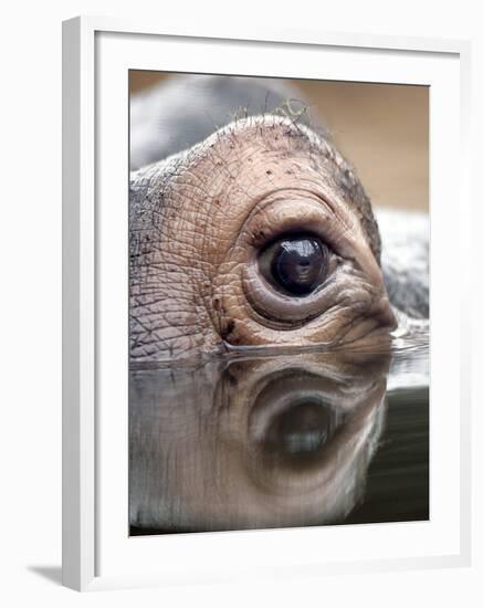 Eye of Hippo at Season Opening of Zoom Erlebniswelt Adventure Park in Gelsenkirchen, Germany-null-Framed Photographic Print