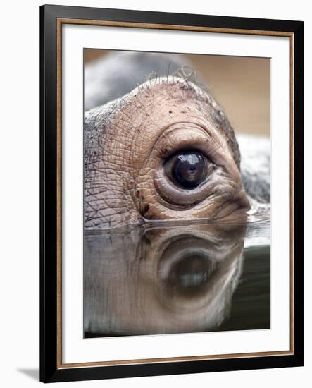 Eye of Hippo at Season Opening of Zoom Erlebniswelt Adventure Park in Gelsenkirchen, Germany-null-Framed Photographic Print