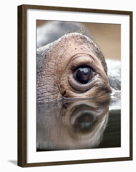 Eye of Hippo at Season Opening of Zoom Erlebniswelt Adventure Park in Gelsenkirchen, Germany-null-Framed Photographic Print