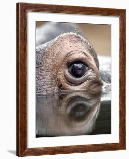 Eye of Hippo at Season Opening of Zoom Erlebniswelt Adventure Park in Gelsenkirchen, Germany-null-Framed Photographic Print